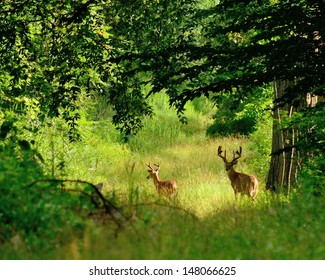 Whitetail Deer Bucks in summer velvet standing in an opening in the woods.