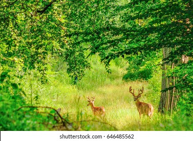 Whitetail Deer Bucks in summer velvet standing in an opening in the woods.