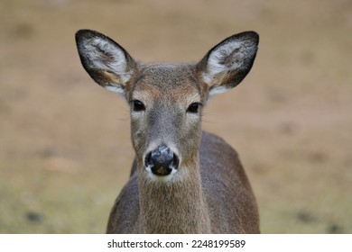 Whitetail  deer doe portrait, New Jersey - Shutterstock ID 2248199589