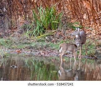 A whitetail deer doe standing at the edge of a stream with yearling.