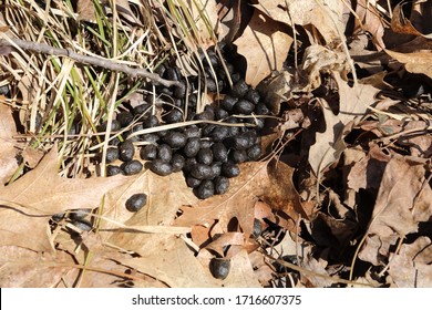 Whitetail Deer Droppings On Forest Floor With Oak Leaves And Grass During Spring 
