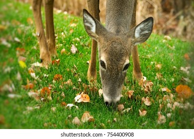 Whitetail Deer Fawn in Bemidji, Minnesota - eating amidst autumn leaves - close up odocoileus virginianus white-tailed