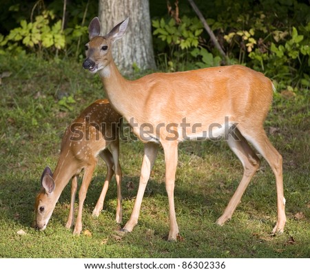 Whitetail deer fawn sniffing the ground with its doe