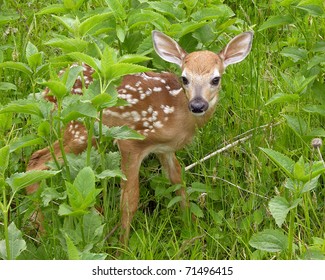 Whitetail Deer Fawn Standing In Tall Grass.