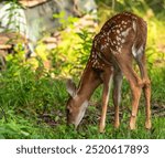 A whitetail deer fawn in the wild eating grass in Warren County, Pennsylvania, USA on a sunny summer day