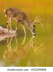 Whitetail Deer Hunting In Fall