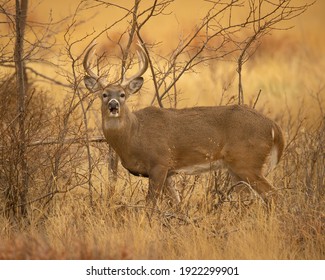 Whitetail Deer Hunting In Fall