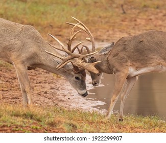 Whitetail Deer Hunting in Fall