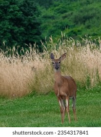 Whitetail deer looking standing in green grass