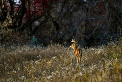 White-tail Deer, Male With Antlers, In A Field In Late Fall Sunset.