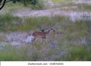 147 Minnesota game bird Images, Stock Photos & Vectors | Shutterstock