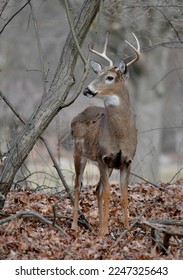 Whitetail deer, New Jersey, USA - Shutterstock ID 2247325643