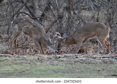 Whitetail deer, New Jersey, USA - Shutterstock ID 2247325651