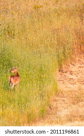 Whitetail Deer On The Palouse In Northern Idaho