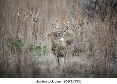 Whitetail deer in Possum Kingdom, Texas - Shutterstock ID 2049183338
