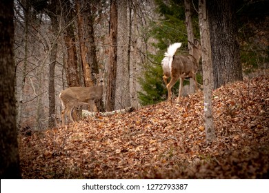 Whitetail Deer Running Away Stock Photo 1272793387 | Shutterstock