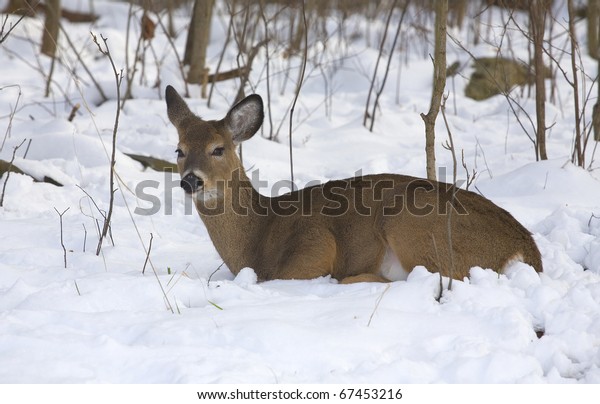 Whitetail Deer That Bedding Down Deep Stock Photo Edit Now 67453216