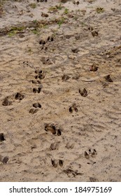 White-Tail Deer Tracks in Sand