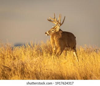 Whitetail Deer Trophy Buck in Fall