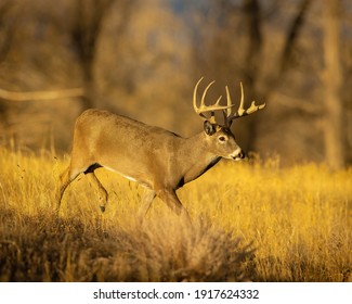 Whitetail Deer Trophy Buck In Fall