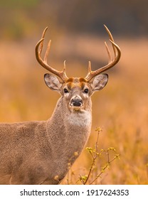 Whitetail Deer Trophy Buck In Fall