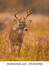 Whitetail Deer Trophy Buck in Fall