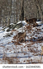 Whitetail Deer In Westchester County, NY