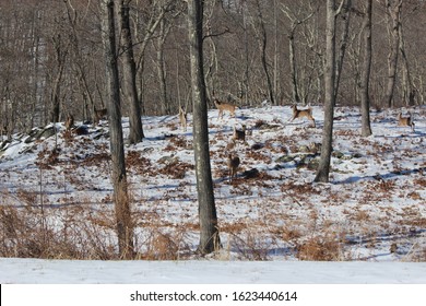 Whitetail Deer In Westchester County, NY