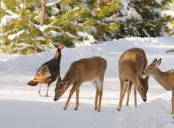 Whitetail Deer And Wild Turkey In The Snow Looking For Something To Eat