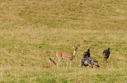 Whitetail Deer And Wild Turkey's Sharing The Same Habitat 