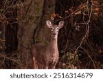 Whitetail deer in woods with trees and looking straight ahead