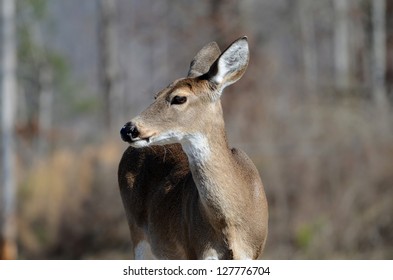 Whitetail Doe