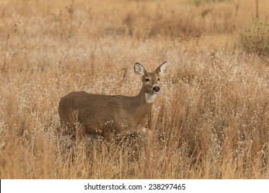 Whitetail Doe