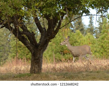 Whitetail Doe In Apple Orchard On Washington Farm Land