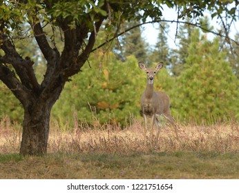 Whitetail Doe In Apple Orchard On Washington Farm Land