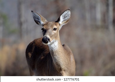 Whitetail Doe Deer