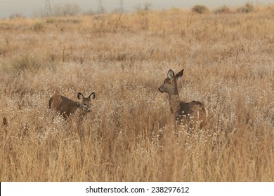 Whitetail Doe And Fawn