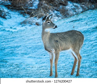 Whitetail Doe In Winter