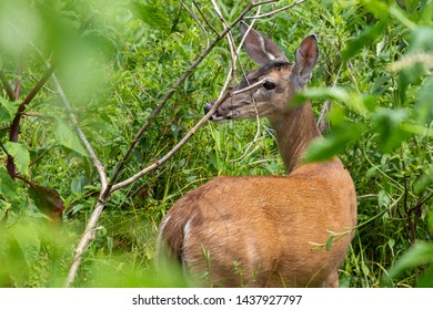 A Whitetail Doe At Yates Mill County Park In Raleigh North Carolina.