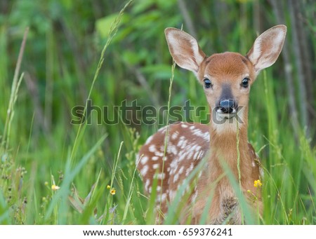 Whitetail fawn up close