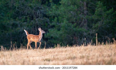 Whitetail Fawn On The Palouse In Northern Idaho