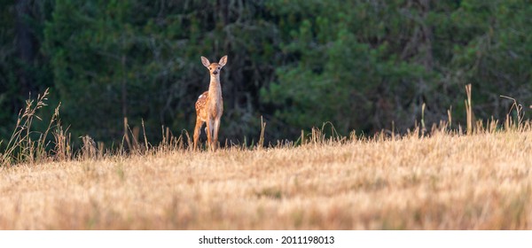 Whitetail Fawn On The Palouse In Northern Idaho