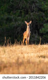 Whitetail Fawn On The Palouse In Northern Idaho