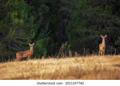 Whitetail Fawns On The Palouse In Northern Idaho