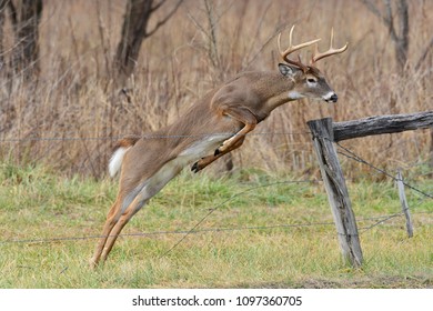 447 Whitetail jumping Images, Stock Photos & Vectors | Shutterstock