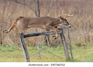 Whitetail jumping over fence in Smoky Mountain National Park, Tennessee