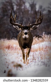 Whitetail Stag Deer in Colorado Snow