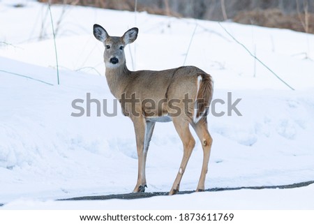 Whitetail in the winter snow.