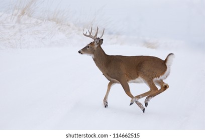 White-tailed Buck Deer Running In Winter Snow; Whitetail Deer Hunting The Midwest; White Tail / Whitetailed / White-tail / White Tailed