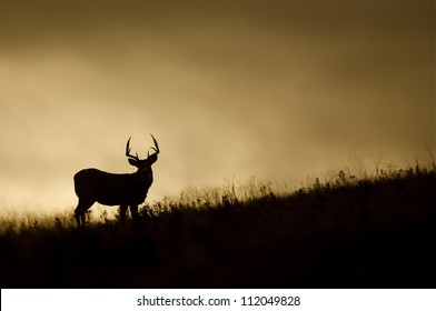 White-tailed Buck Deer silhouette, on prairie ridge top at sunrise / sunset, Flathead Indian Reservation, Montana; whitetail / white tail / white-tail / white tailed / whitetailed